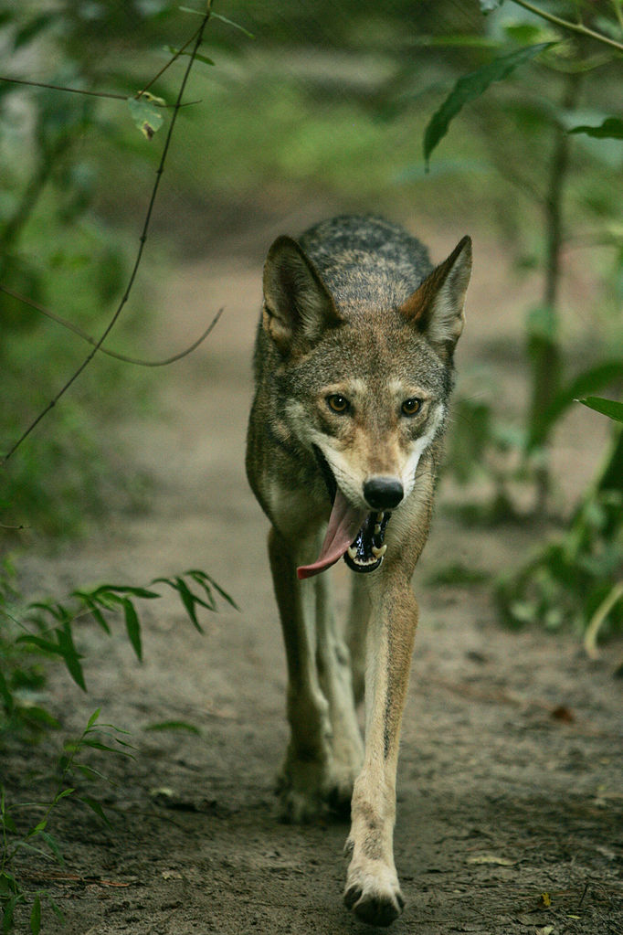 Red Wolf Facts Information about the Red Wolves